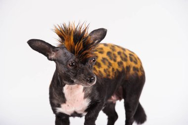 leopar benzer renk ile komik köpek