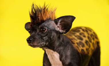 leopar benzer renk ile komik köpek