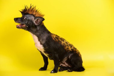 leopar benzer renk ile komik köpek