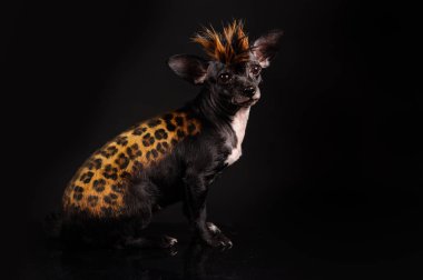 leopar benzer renk ile komik köpek