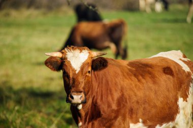 Yeşil mera üzerinde inek