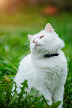 Yeşil çimenlerin üzerinde kedi