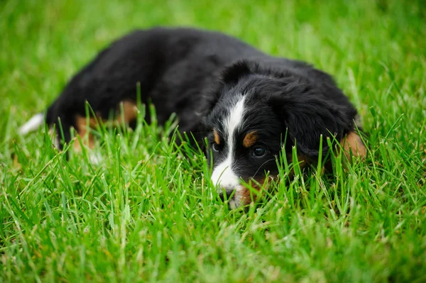 Pequeno cachorro em uma grama verde — Fotografia de Stock