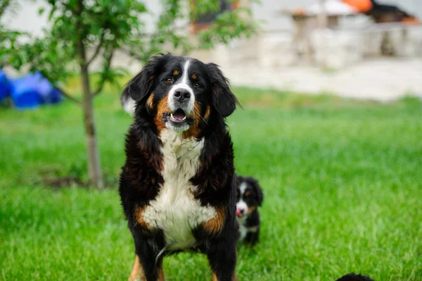 Yeşil çimenlerin üzerinde güzel köpek — Stok fotoğraf