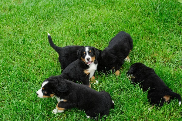 Pequeños cachorros felices en una hierba verde — Foto de Stock