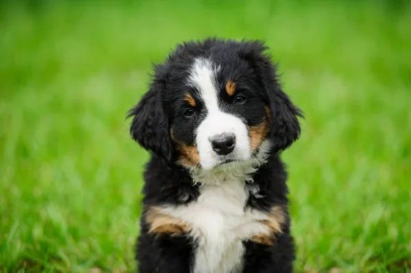 Petit chiot sur une herbe verte — Photo