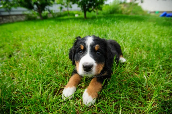 Small puppy on a green grass — Stock Photo, Image