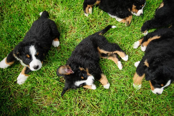 Pequeños cachorros felices en una hierba verde — Foto de Stock