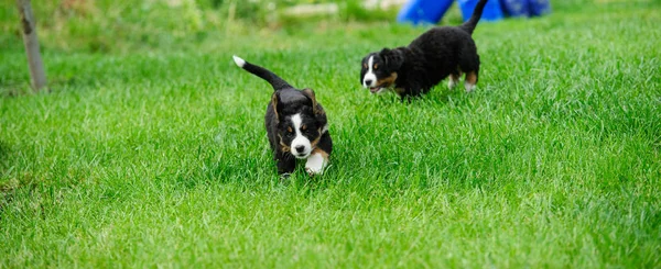 Small happy puppies on a green grass — Stock Photo, Image