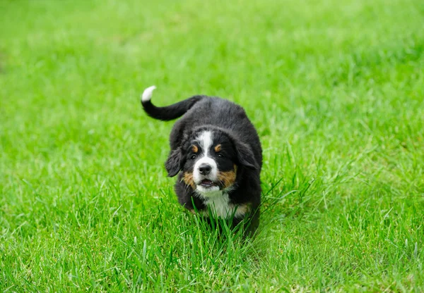 Маленький счастливый щенок бежит по зеленой траве — стоковое фото