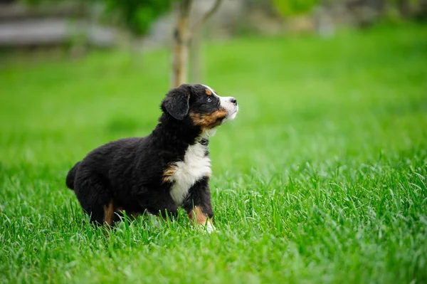 Liten glad valp på ett grönt gräs — Stockfoto