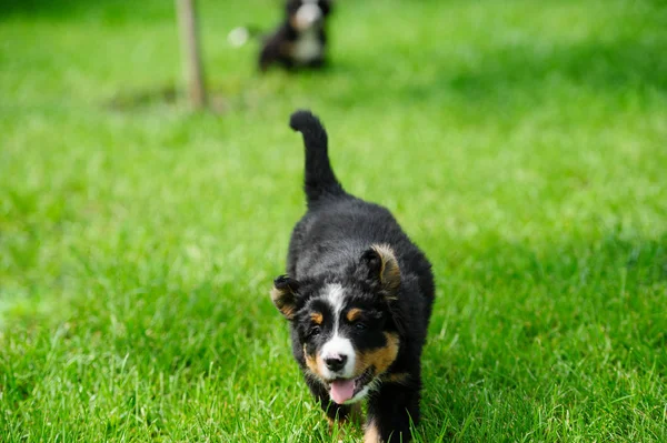 Pequeno cachorro feliz correndo em uma grama verde — Fotografia de Stock