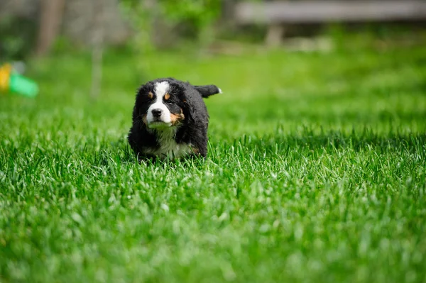 Petit chiot heureux courant sur une herbe verte — Photo