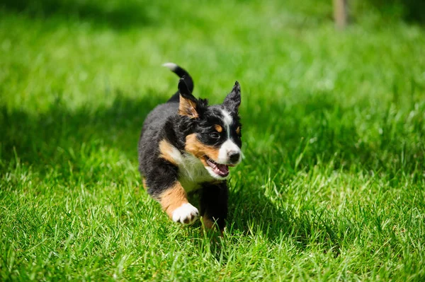 Pequeño cachorro feliz corriendo sobre una hierba verde — Foto de Stock