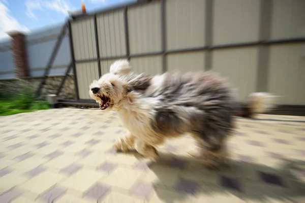 Cão engraçado correndo e latindo ao ar livre — Fotografia de Stock