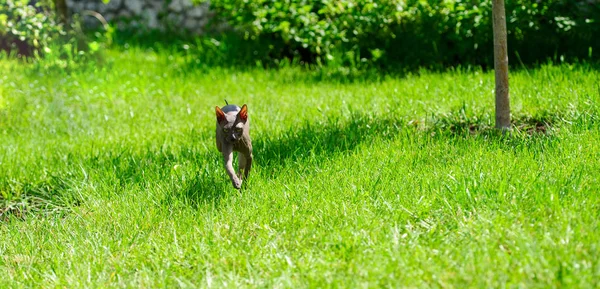 Esfinge gato en un verde hierba — Foto de Stock