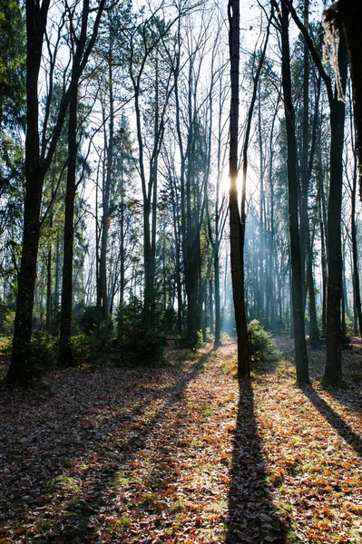 Solig höst skog i fjäll — Stockfoto