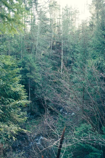 ป่าฤดูใบไม้ร่วงแดดในภูเขา — ภาพถ่ายสต็อก