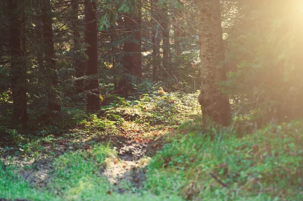Солнечный осенний лес в горах — стоковое фото