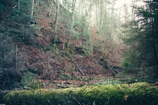 Sonniger Herbstwald in den Bergen — Stockfoto