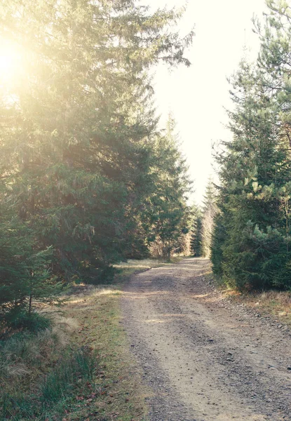 Foresta soleggiata autunnale in montagna — Foto Stock