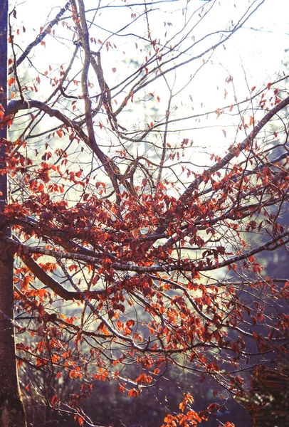 Sunny autumn landscape in mountains — Stock Photo, Image