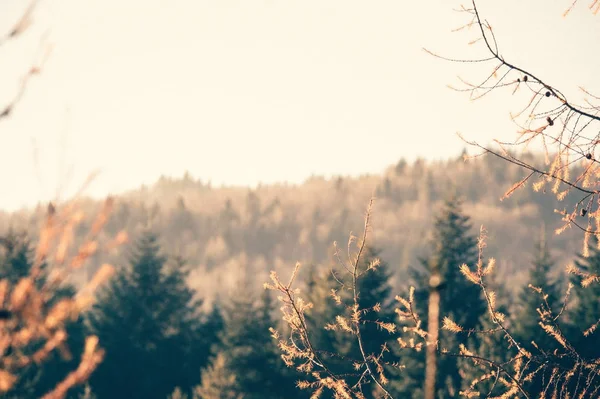 Sunny autumn landscape in mountains — Stock Photo, Image