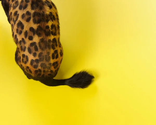 Grappige hond met kleur vergelijkbaar met Leopard — Stockfoto