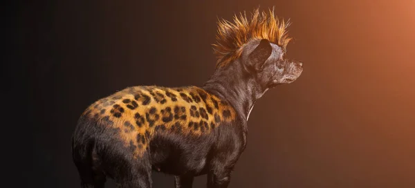 Смешная собака с цветом, похожим на леопарда — стоковое фото
