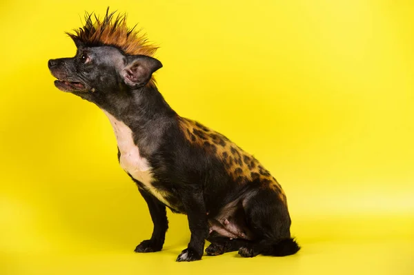 Zábavný pes s barvou podobnou leopardí — Stock fotografie