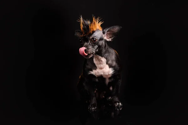 ヒョウに似た色の面白い犬 — ストック写真