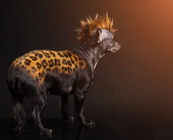 Zábavný pes s barvou podobnou leopardí — Stock fotografie
