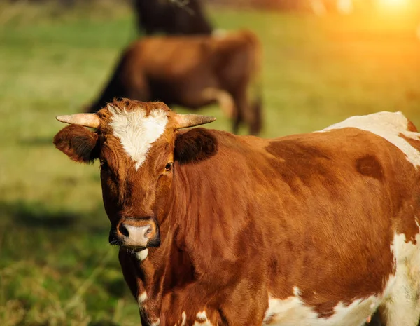 Koe op de groene weide — Stockfoto