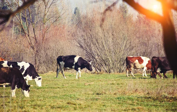 Koe op de groene weide — Stockfoto