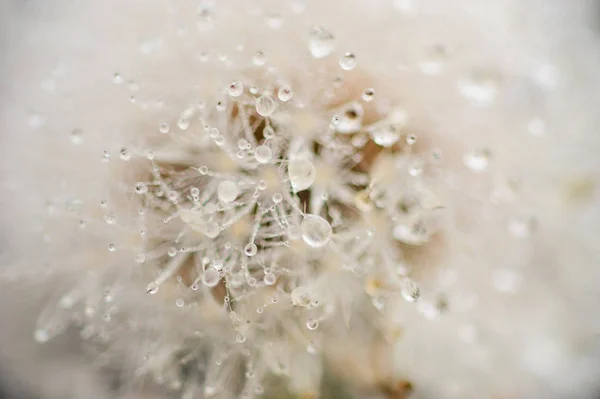 Dewy dandelví květina s kapkami vody — Stock fotografie