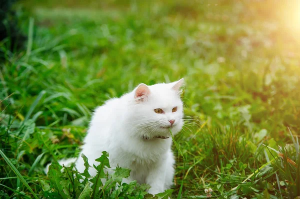 Gato na grama verde — Fotografia de Stock