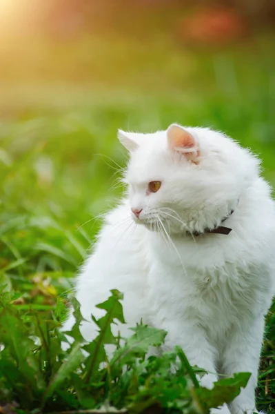 Кошка на зеленой траве — стоковое фото