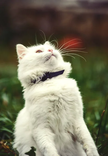 푸른 잔디에 고양이 — 스톡 사진
