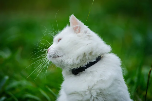 Gato na grama verde — Fotografia de Stock