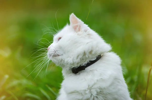 Kat op het groene gras — Stockfoto