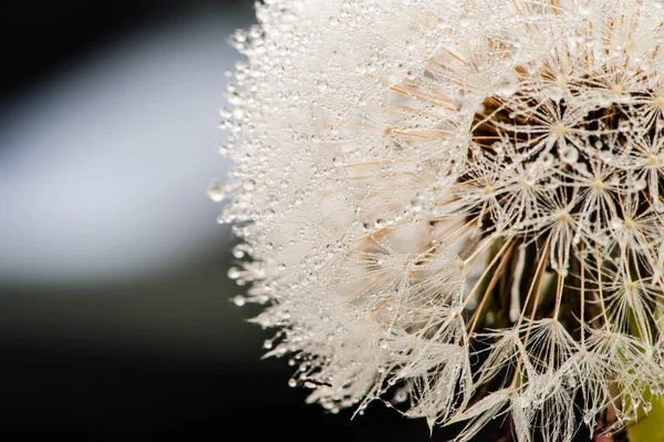 Dewy dandelion flower with water drops — Stock Photo, Image