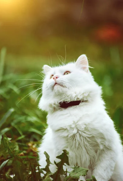 Kočka na zelené trávě — Stock fotografie