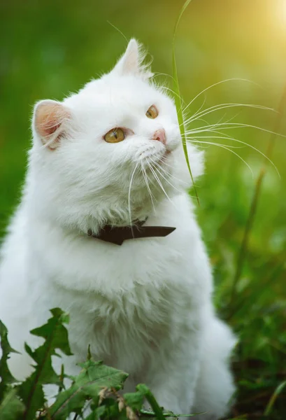 Gato na grama verde — Fotografia de Stock