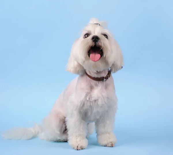 Lindo perro blanco sobre un fondo azul — Foto de Stock