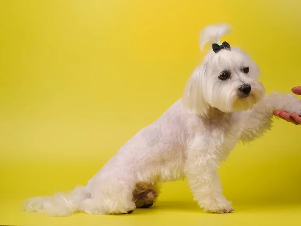 Lindo perro blanco sobre un fondo amarillo — Foto de Stock