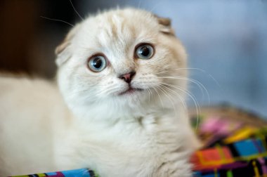 evde sevimli kedi. Bulanık arka plan