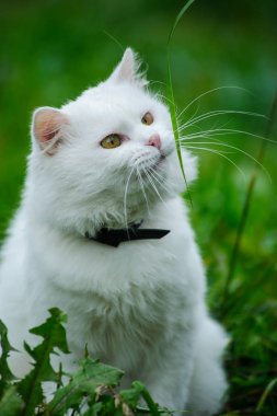 Yeşil çimenlerin üzerinde kedi