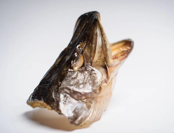 Taxidermied fisk gädda huvud på grå bakgrund — Stockfoto