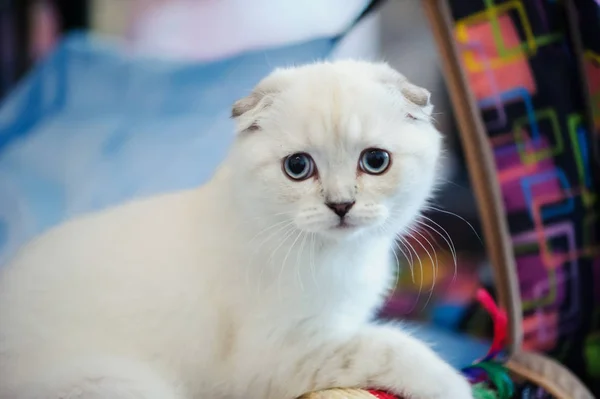 Niedliche Katze zu Hause. verschwommener Hintergrund — Stockfoto