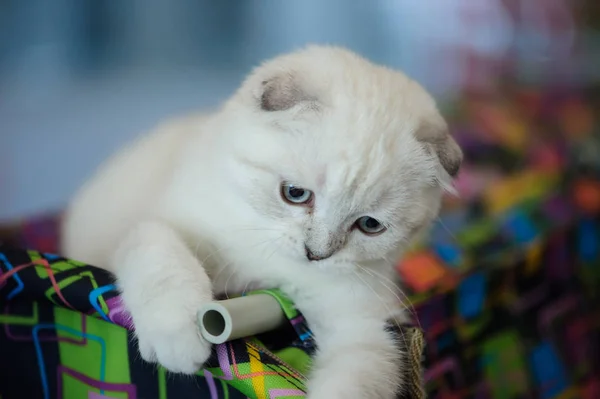 Carino gatto a casa. Sfondo sfocato — Foto Stock